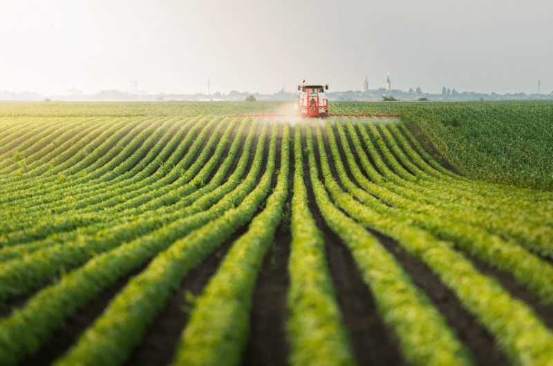 Green Field with Rows of Crops